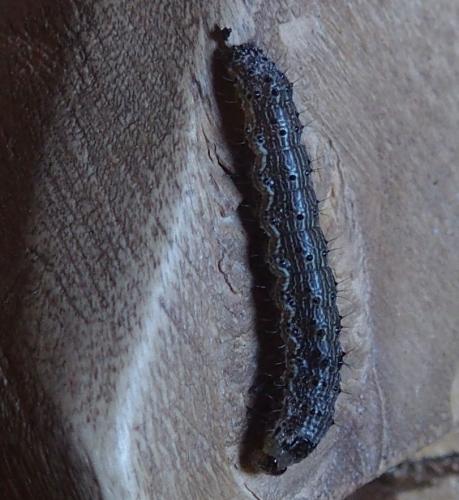 Réf. 181 958 : Helicoverpa sp.